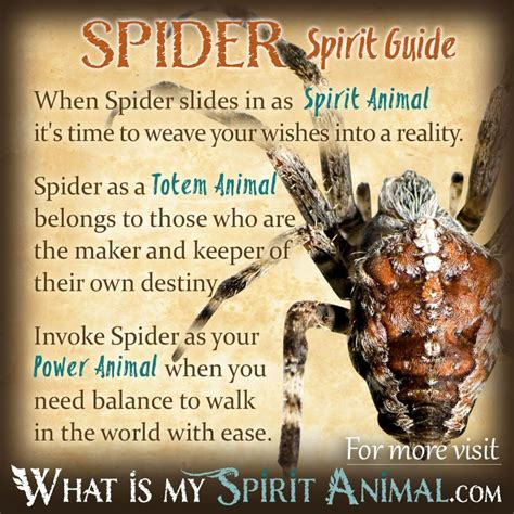 Spider Symbolism & Meaning | Spirit, Totem & Power Animal