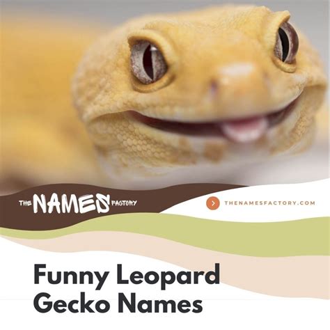 380 Quirky And Original Leopard Gecko Names For Your Lizard