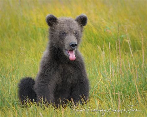 Grizzly Bear Sticking Tongue Out - Shetzers Photography