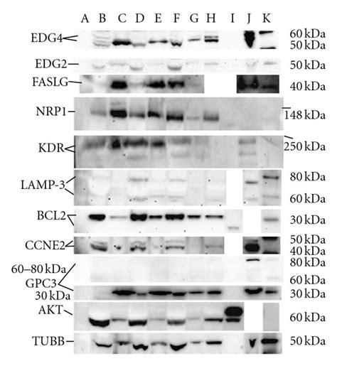 A Series Of Western Blots For Various Membrane Nuclear And Cytosolic