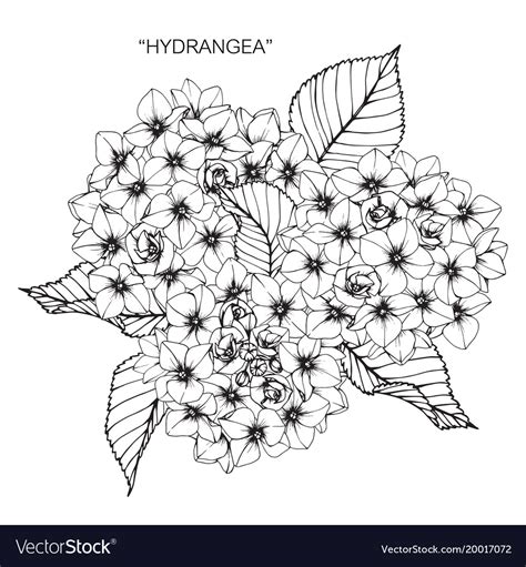 Hydrangea Flower Drawing Royalty Free Vector Image