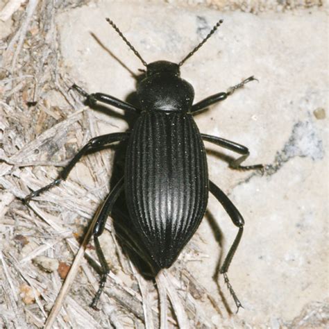 Another Eleodes Eleodes Hispilabris Bugguide Net