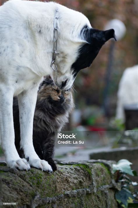 Cat And Dog Kissing Stock Photo - Download Image Now - Dog, Domestic Cat, Happiness - iStock