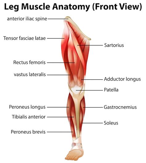 Muscles That Move The Leg Human Muscle Anatomy Medical Anatomy Images