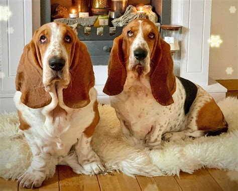 Low-key love: have you heard of the loyal Basset Hound? - K9 Web