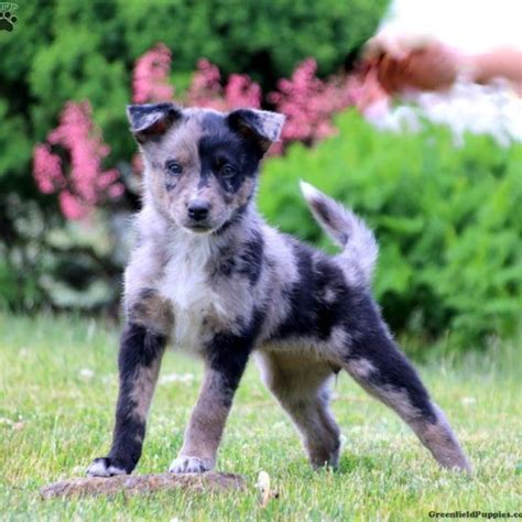 Blue Heeler Aussie Mix Puppies