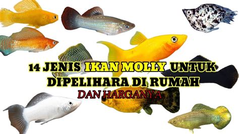 Jenis Ikan Molly Yang Banyak Dipelihara Di Rumah Youtube