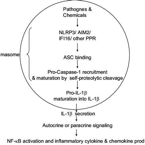 Schematic diagram showing the events of inflammasome activation ...