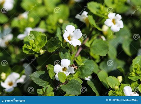 Close Up Of Bacopa Monnieri Flower Also Called Waterhyssop Brahmi