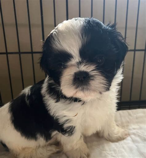 Becky Mullins Autumn Shih Tzu Shih Tzu Puppies For Sale In