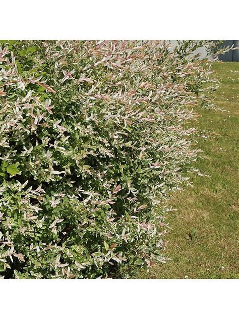 You Garden Salix Flamingo Bush 3l Pot Very