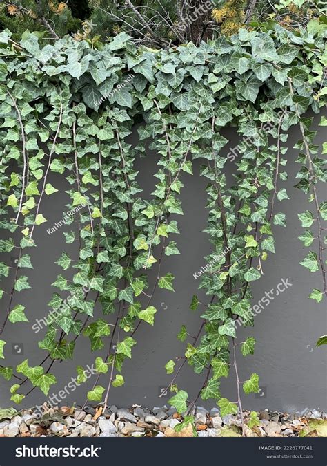 English Ivy Indoor Wall