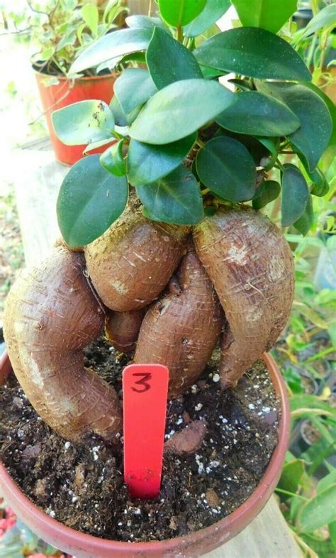 Ficus Ginseng Bonsai Unique Trunk Character Plant Easy High Indirect