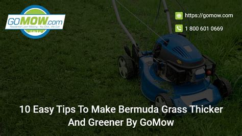 Easy Tips To Make Bermuda Grass Thicker And Greener By Gomow Gomow