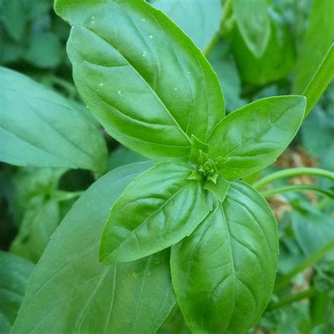 Basilic Grand Vert Le Jardin Des Graines Graines Potag Res Paysannes