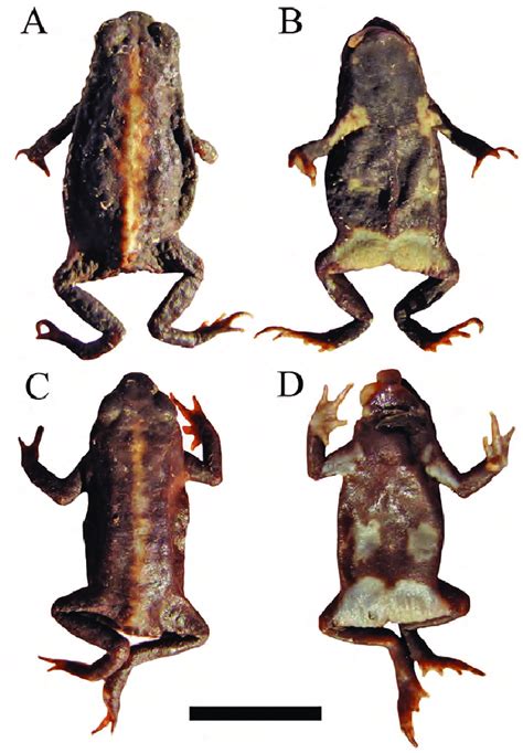 Melanophryniscus Dorsalis A B Cfa An 105 En Vistas A Dorsal Y B