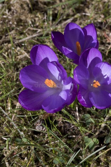 Crocus Tommasinianus Ruby Giant In Flower In Springtime United Stock