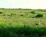 Palmito Ranch Battlefield, Brownsville, Texas - U.S. National Register of Historic Places on ...