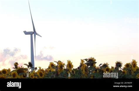 Wind Turbine And Sunflowers Stock Video Footage Alamy