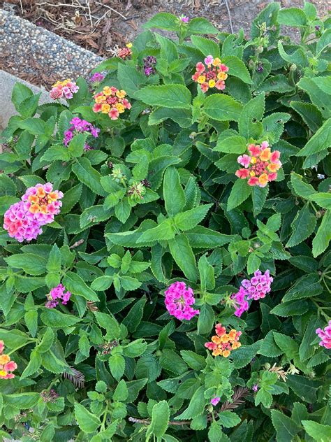 Lantana Seeds - Etsy