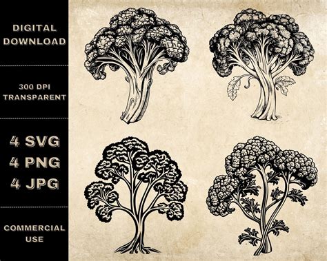 Broccoli Svg Bundle Png Broccoli Clipart Hand Drawn Etsy