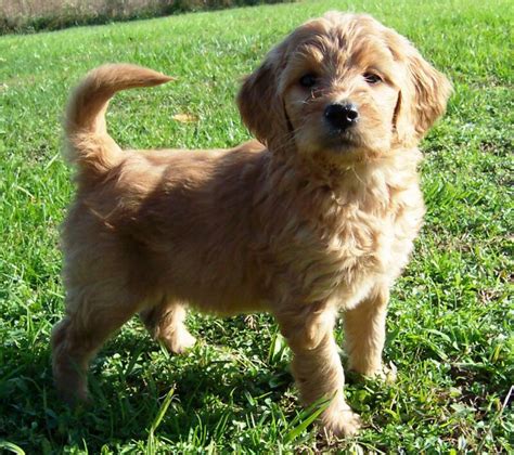 Cute Dogs: Golden Retriever Poodle Mix