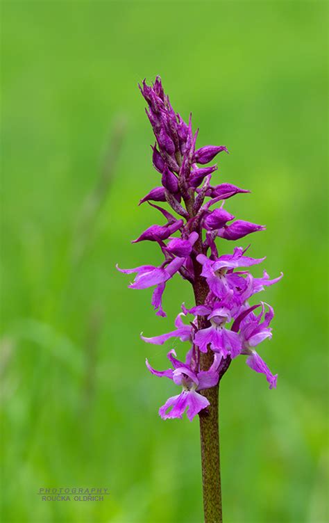 Nahuby sk Fotografia vstavač mužský poznačený Orchis mascula subsp