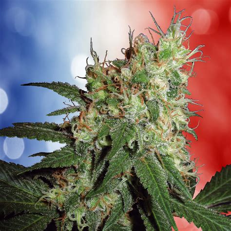 7 Meilleures Variétés De Cannabis En France Sensi Seeds