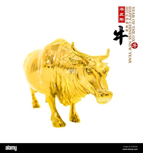 Tradition Chinese golden ox statue,2021 is year of the ox,Chinese characters translation: "ox ...