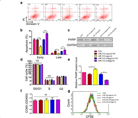 Mir 133 Enhanced The Survival Of Mscs Under Hypoxic Conditions Download Scientific Diagram