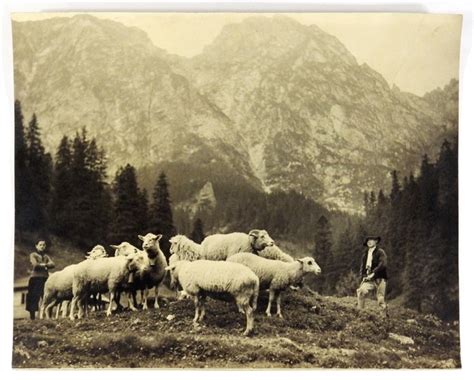 G Ry Tatry Zachodnie Wypas Owiec Fotografia Sytuacyjna Po