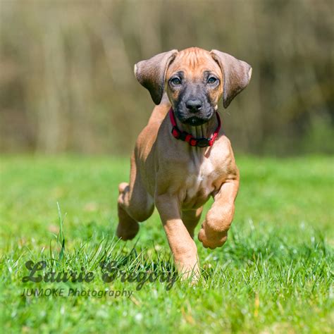 Ridgeback Puppies Outside | Jumoke Photography