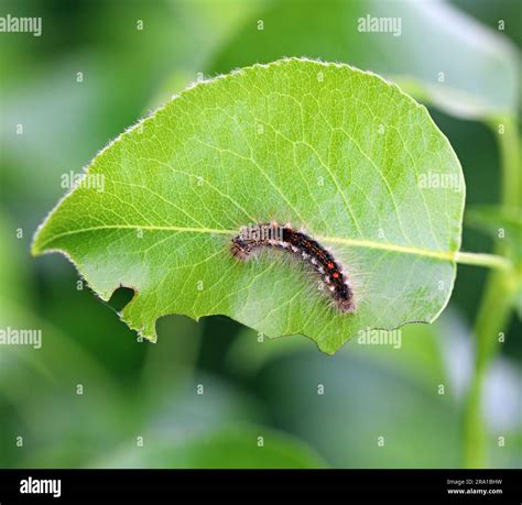 Brown Tail Moth Euproctis Chrysorrhoea Caterpillar On The Eaten Leaf Of