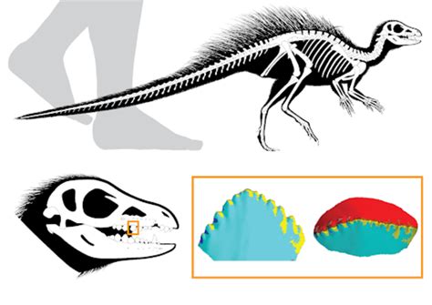 Fruitadens Reconstruction Image Eurekalert Science News Releases