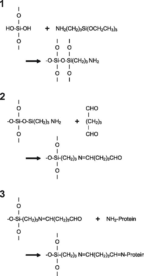 Diagram Of Protein Immobilization Chemistry The P53 Protein Was