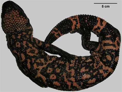 Digimorph Heloderma Suspectum Gila Monster