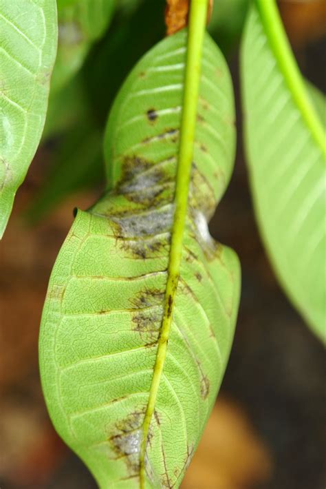 Powdery Mildew Of Plumeria Scot Nelson Flickr