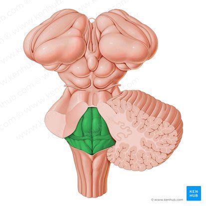 Tronco encefálico Definición anatomía partes función Kenhub