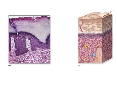 epidermal strata Diagram | Quizlet