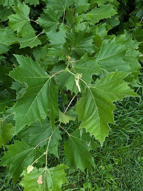 Sycamore Leaves Branch Free Photo On Pixabay Pixabay