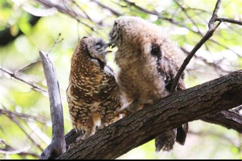 Mexican Spotted Owl