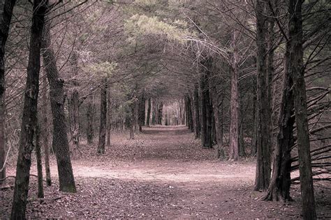 The Whisper Of The Winds Through Pines Photograph By David Jennings