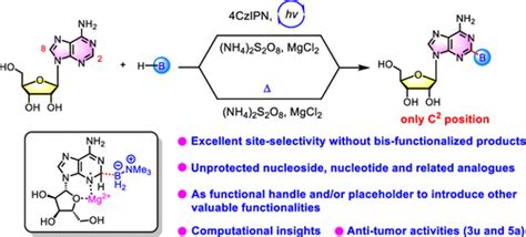 Regioselective Homolytic C2H Borylation Of Unprotected Adenosine And