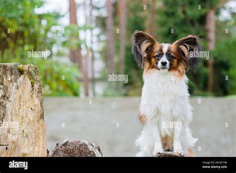 Dog Behind Wall Hi Res Stock Photography And Images Alamy