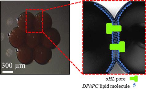 Ferrofluid Based Droplet Interface Bilayer Networks Langmuir