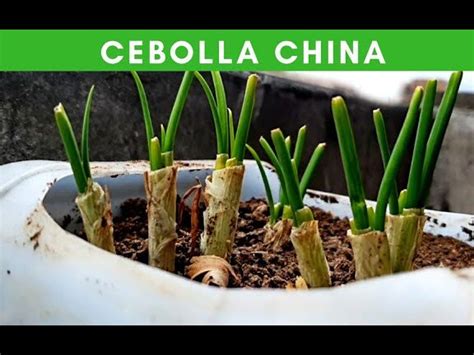 Gu A Completa De Cultivo De Cebolla China Consejos Paso A Paso Para Un