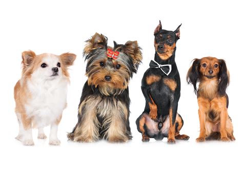 Dogs, Cats, White background, Two, Yorkshire terrier, HD Wallpaper