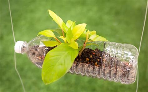 How To Grow Plants In Plastic Bottles