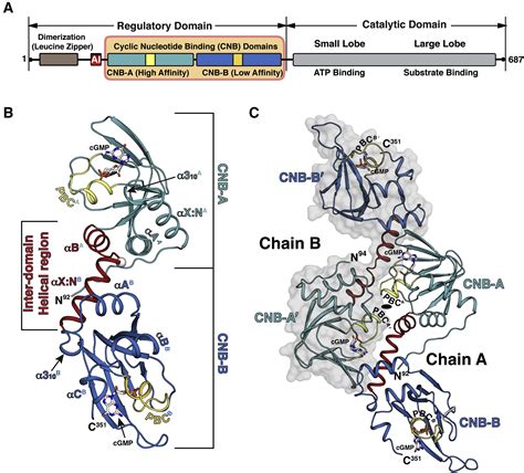 Crystal Structure Of Pkg I Cgmp Complex Reveals A Cgmp Mediated Dimeric