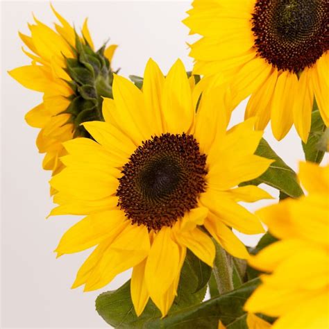 ᐈ El simbolismo detrás de regalar un girasol significado y cuidados